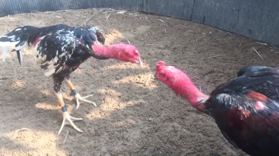 Những trận đấu mãn nhãn - kích tính