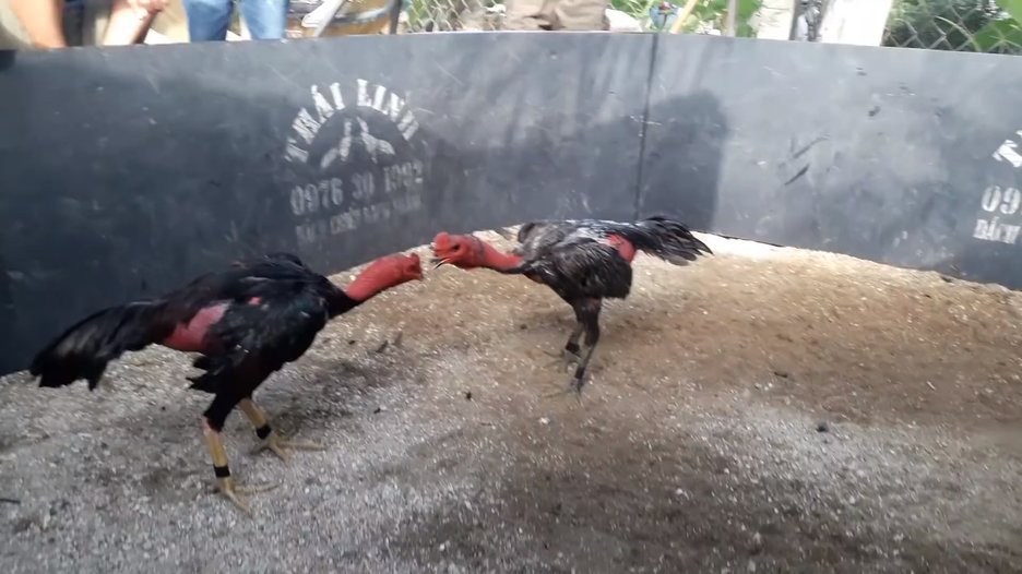 Hình thức chơi truyền thống hấp dẫn