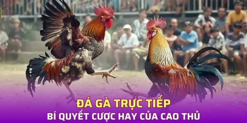 Bí quyết đá gà trực tiếp của cao thủ