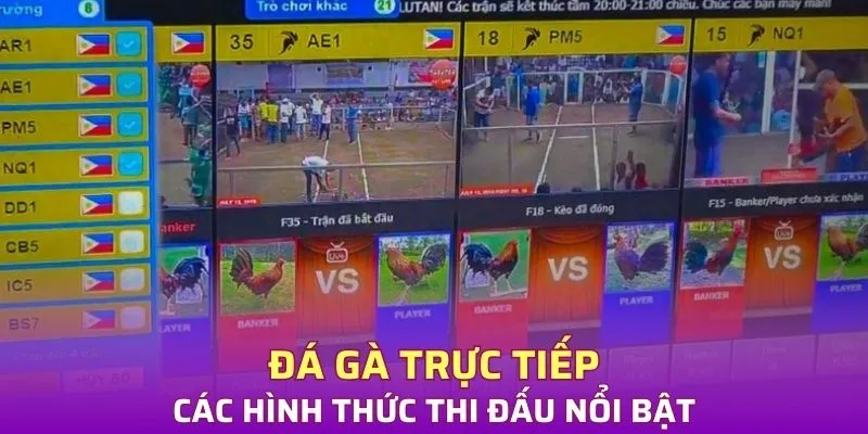 Các hình thức đá gà trực tiếp nổi bật