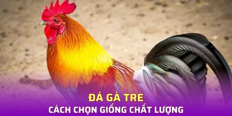 Cách chọn giống đá gà tre chất lượng