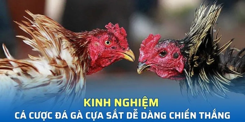 Chia sẻ kinh nghiệm cá cược đá gà dễ dàng chiến thắng