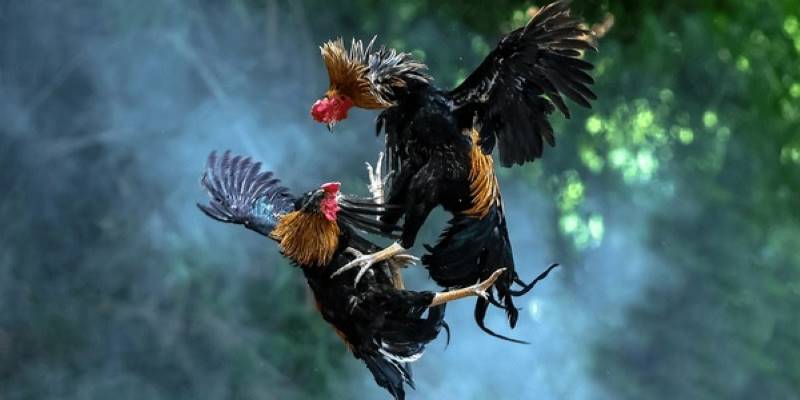 Đá gà cựa sắt luôn đem đến những phút giây gay cấn tột độ