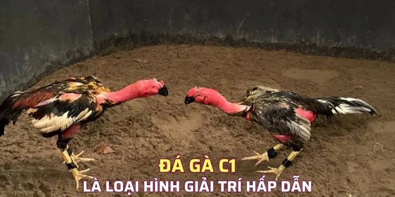 Đá gà C1 là loại hình giải trí hấp dẫn