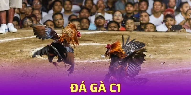 Đá Gà C1 Hấp Dẫn, Thưởng Lớn - Môn Giải Trí Đáng Trải Nghiệm