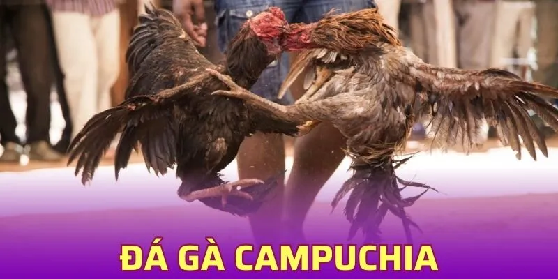 Đá Gà Campuchia Typhu88 Điểm Cá Cược Chiến Kê Uy Tín