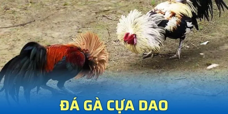 Đá Gà Cựa Dao - Trải Nghiệm Đỉnh Cao Cho Người Chơi