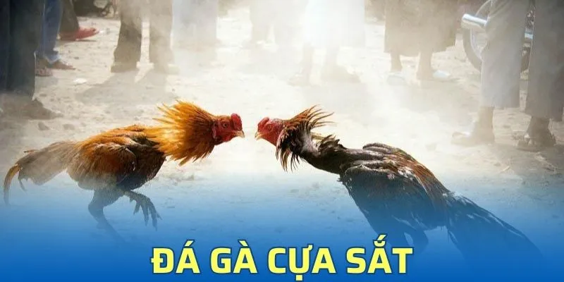 Đá Gà Cựa Sắt - Cơ Hội Thắng Lớn Với Tỷ Lệ Cược Hấp Dẫn