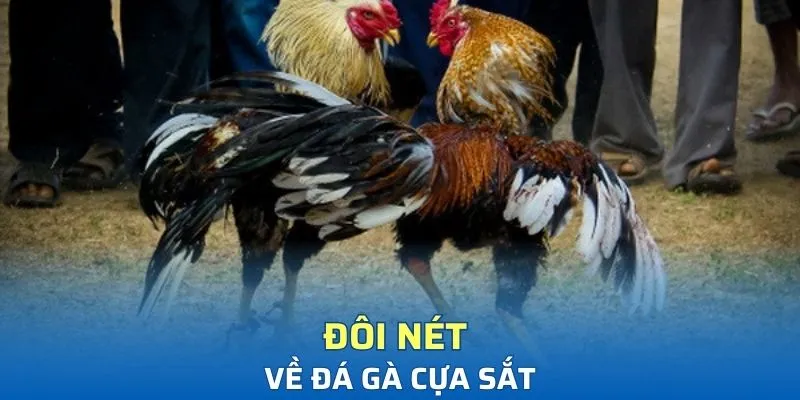 Đá gà cựa sắt là gì?