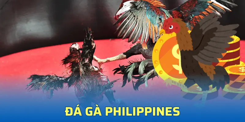 Đá Gà Philippines - Đấu Trường Kịch Tính Tại Typhu88