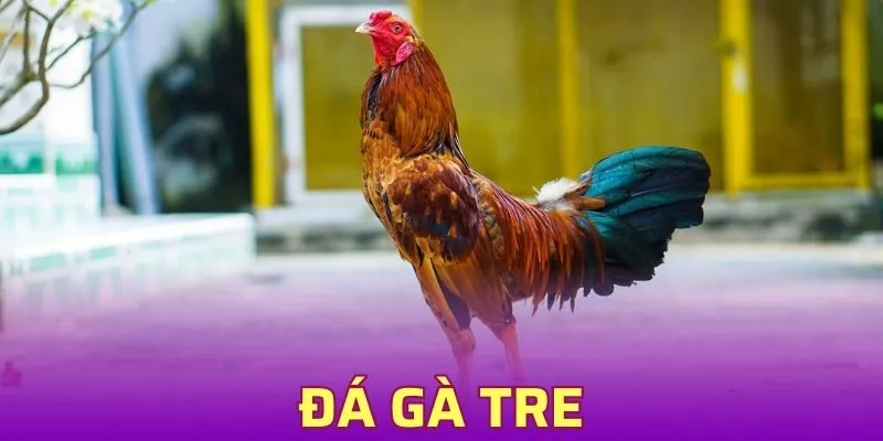 Đá Gà Tre - Thông Tin Quan Trọng Cho Tân Binh Cá Cược