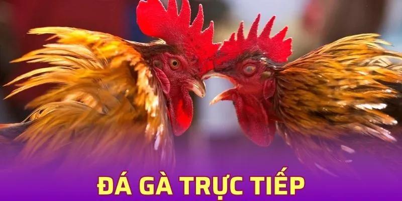 Đá gà trực tiếp Live - Hấp Dẫn Trên Mọi Nền Tảng Cược