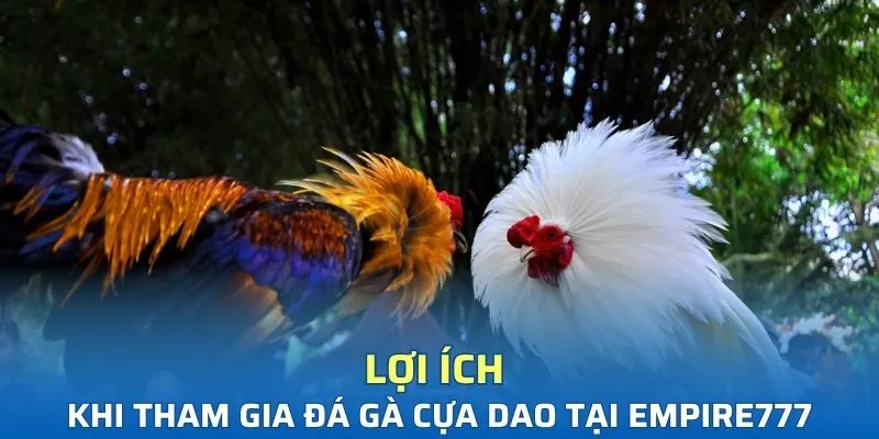 Lợi ích khi tham gia đá gà cựa dao tại nền tảng