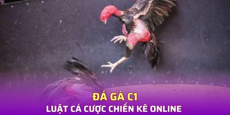 Luật cá cược chiến kê trong đá gà C1