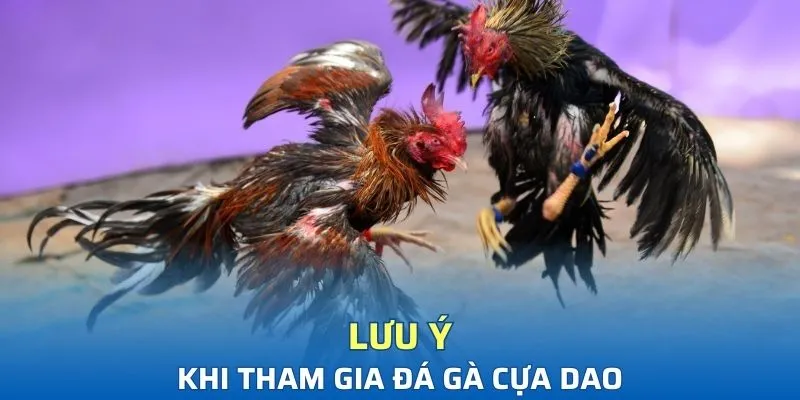 Lưu ý khi tham gia đá gà tại Typhu88