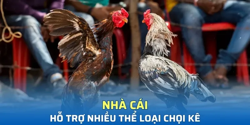 Nhà cái hỗ trợ nhiều thể loại chọi kê
