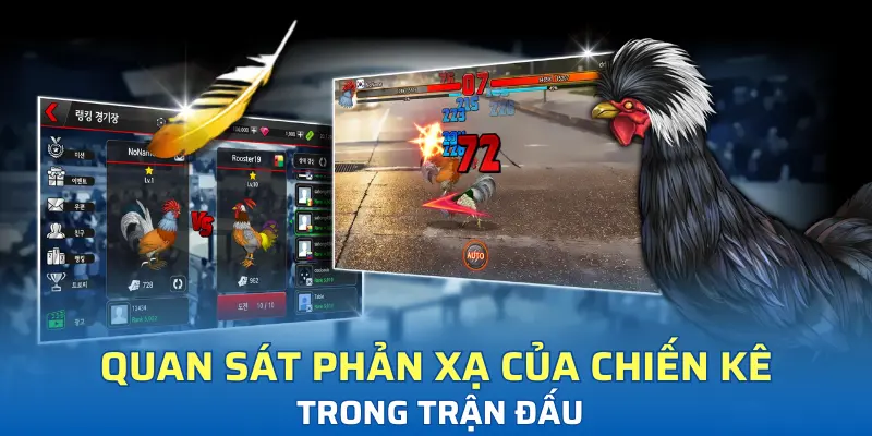 Quan sát phản xạ của chiến kê trong trận đấu