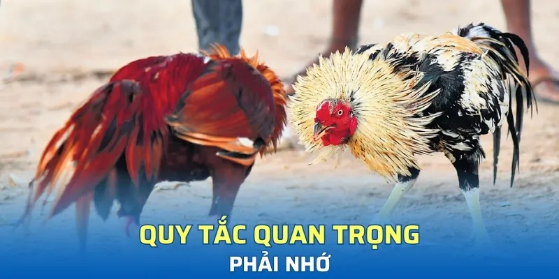 Quy tắc quan trọng luôn phải nhớ tại đá gà Thomo