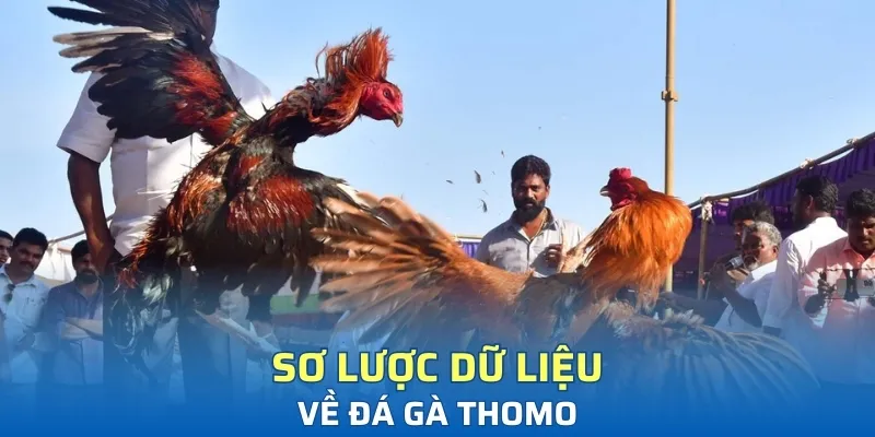 Sơ lược dữ liệu về đá gà Thomo