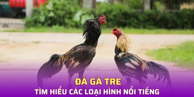 Tìm hiểu loại hình đá gà gà tre nổi tiếng