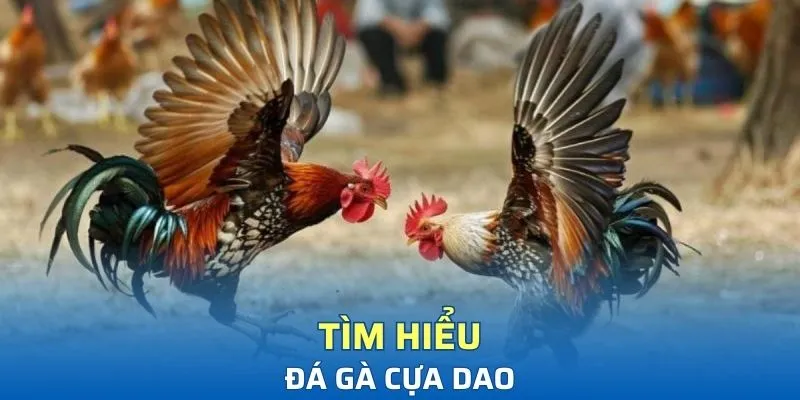 Tìm hiểu về đá gà cựa dao