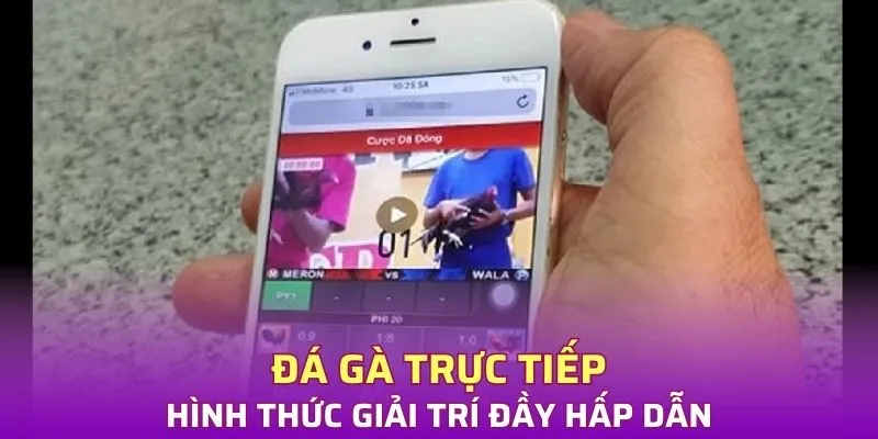 Tìm hiểu về đá gà phát trực tiếp