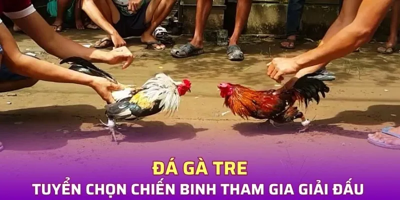 Tuyển chọn chiến binh tham gia giải đấu đá gà tre
